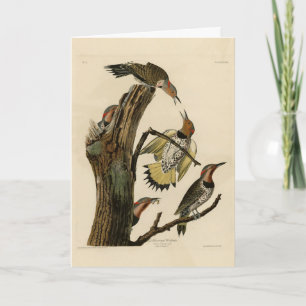 Tarjeta Carpintero americano de Audubon's Birds of America