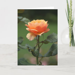 Tarjeta carta de amistad de rosa de melocotón