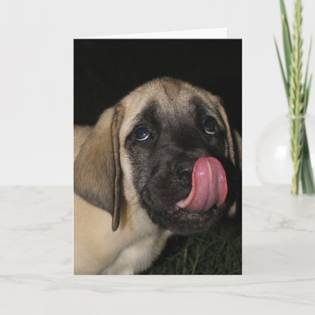 Tarjeta Cartel de cumpleaños de Mastiff Puppy (Anverso)