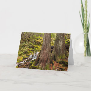 Tarjeta Cascada White Branch, Cascadas de Oregon, Oregon