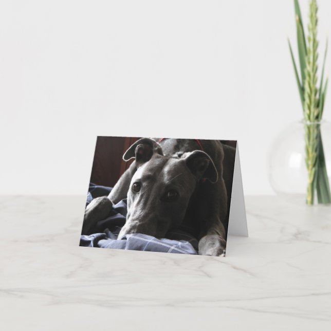 Tarjeta Casey el galgo (Anverso)