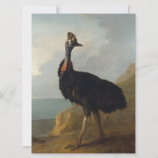 Tarjeta Cassowary (pájaro australiano) (Arte de animales s (Anverso)