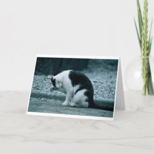 Tarjeta Cat - Kilkenny Ireland