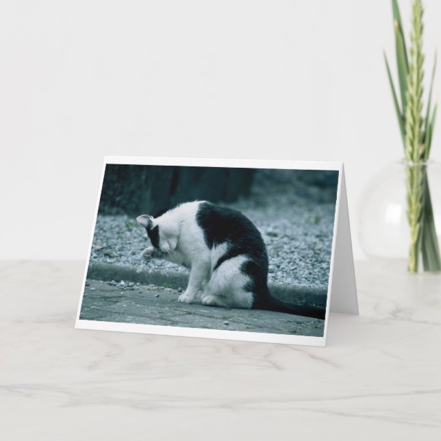 Tarjeta Cat - Kilkenny Ireland (Anverso)