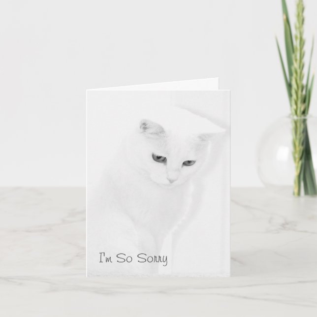 Tarjeta Cat Sympathy Card (Anverso)