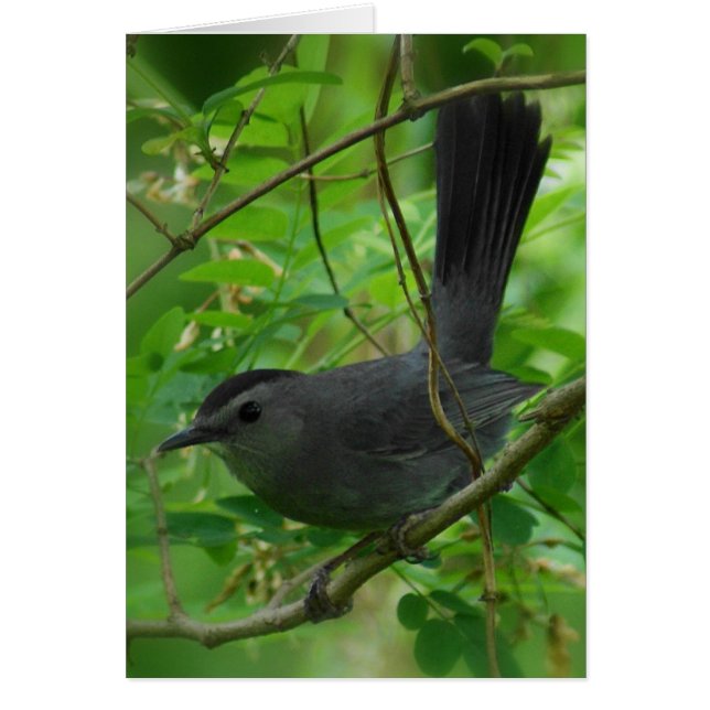 Tarjeta Catbird (Frente)