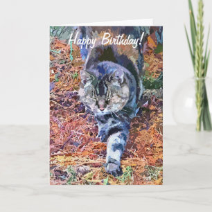 TARJETA CATS