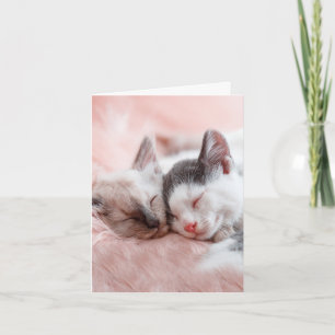 Tarjeta Cats de peluche - Aniversario