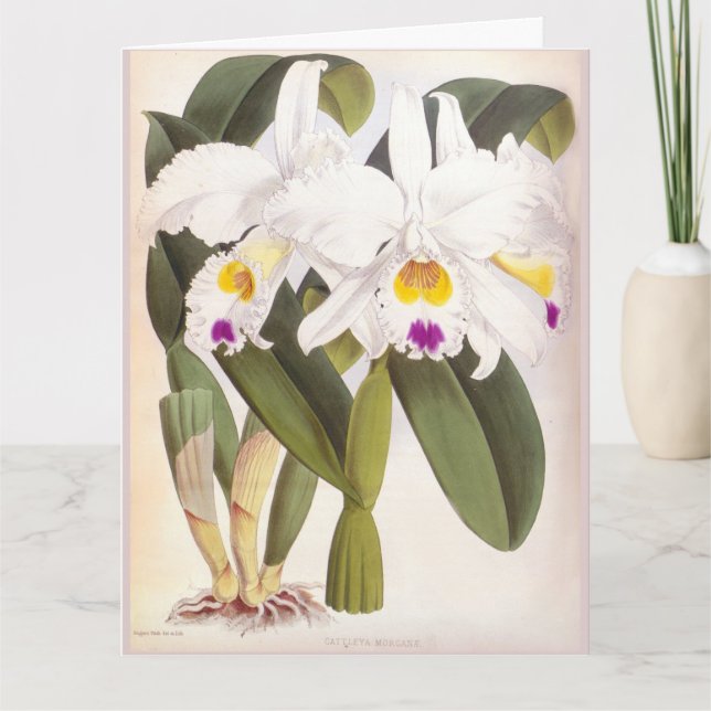 Tarjeta Cattleya Morgane Vintage Lindenia Orchid (Anverso)