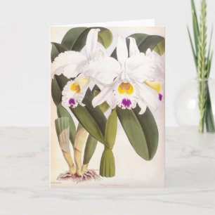 Tarjeta Cattleya Morgane Vintage Lindenia Orchid