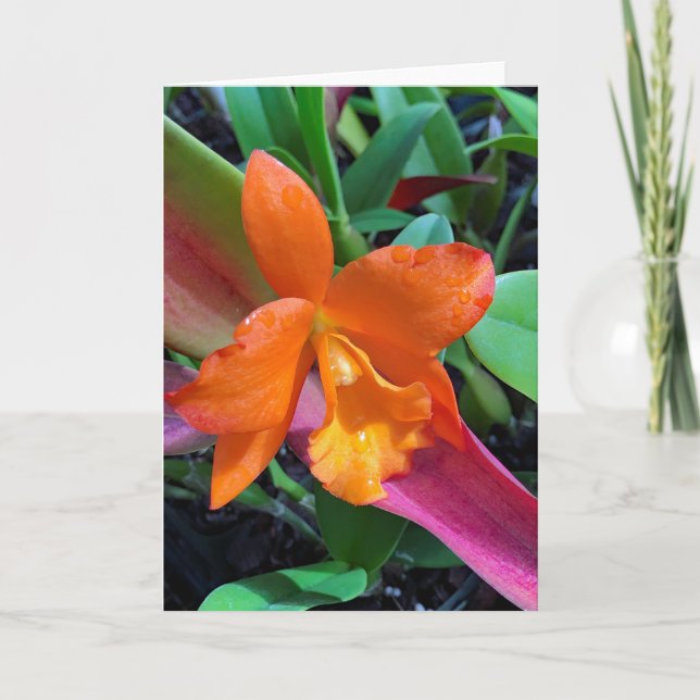 Tarjeta Cattleya Orchid (Anverso)