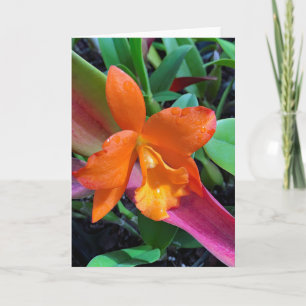 Tarjeta Cattleya Orchid