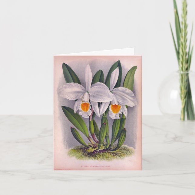 Tarjeta Cattleya Virginalis Lindenia Vintage White Orchids (Anverso)