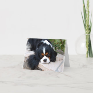 Tarjeta Cavalier King Charles