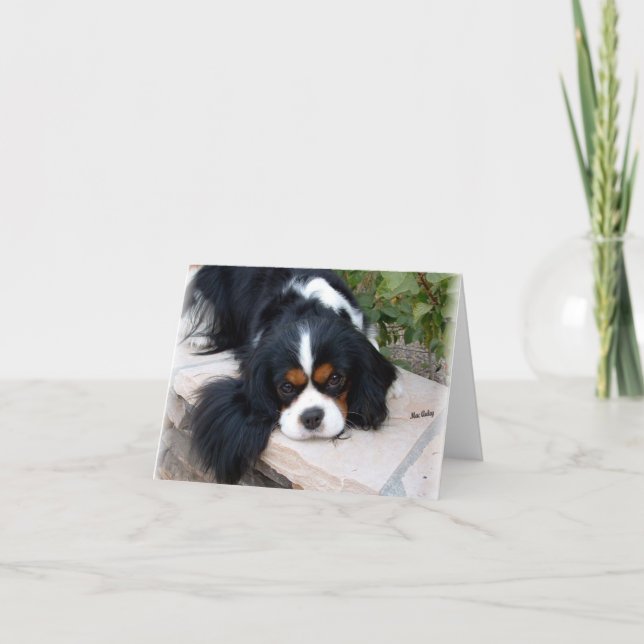 Tarjeta Cavalier King Charles (Anverso)