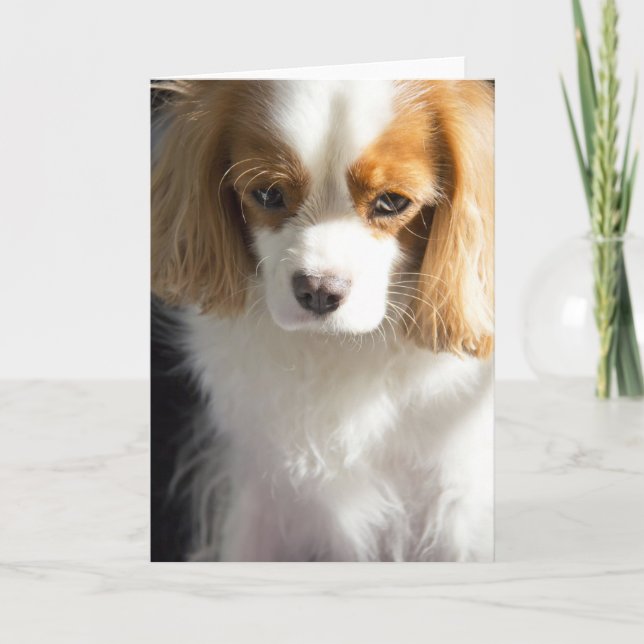 Tarjeta Cavalier King Charles Spaniel (Anverso)