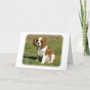 Tarjeta Cavalier King Charles Spaniel