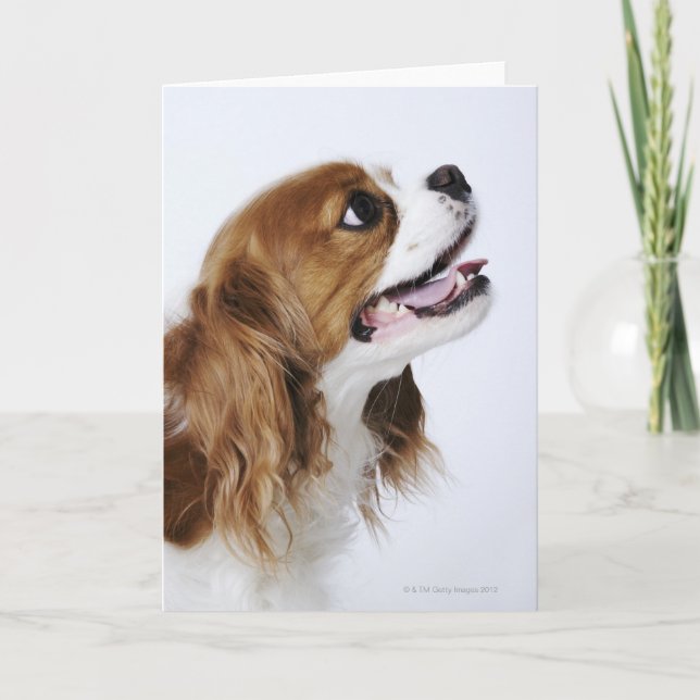 Tarjeta Cavalier King Charles Spaniel (Anverso)