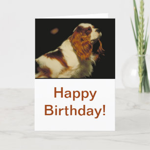 Tarjeta Cavalier King Charles Spaniel