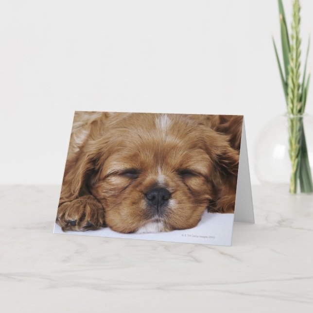 Tarjeta Cavalier King Charles Spaniel cachorro durmiendo (Anverso)