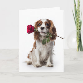 Tarjeta Cavalier King Charles Valentine – Tender Love