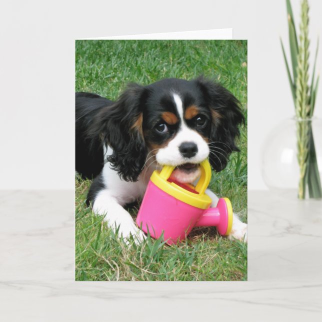 Tarjeta Cavalier Pup (Anverso)