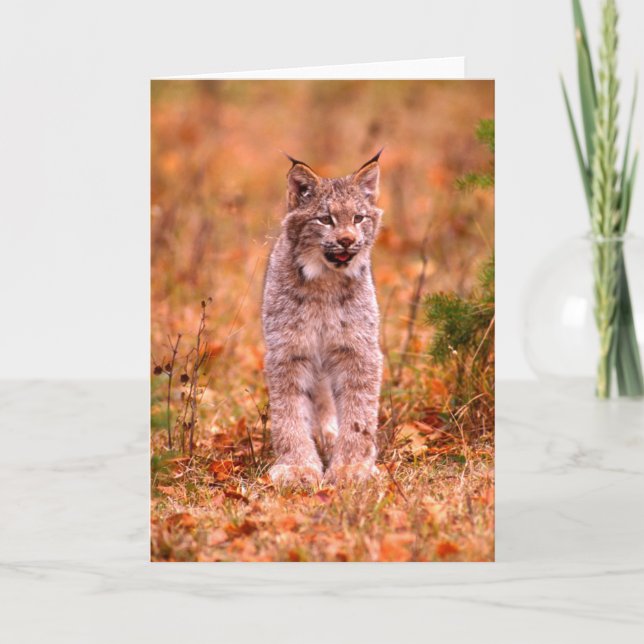 Tarjeta Caza Bobcat | Bosque otoñal (Anverso)
