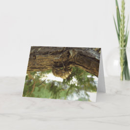 Tarjeta Caza de Cicada. Tenía prisa.