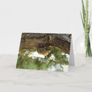 Tarjeta Caza de Cicada. Tenía prisa.