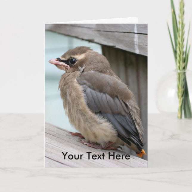 Tarjeta Cedar bebé Waxing Bird Nature Photo Card (Anverso)