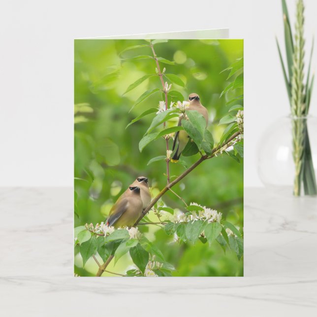 Tarjeta Cedar Waxwing (Anverso)