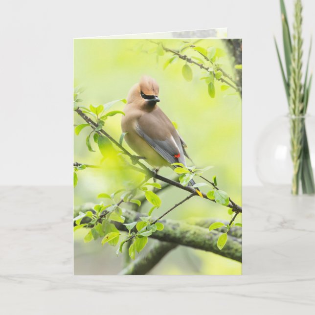 Tarjeta Cedar Waxwing (Anverso)