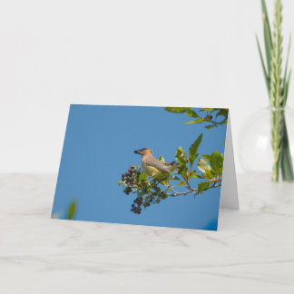 Tarjeta Cedar Waxwing Felices Fiestas