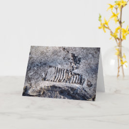 Tarjeta Cefalopodo Nautiloide Fósil Molusco del Mar Antigu