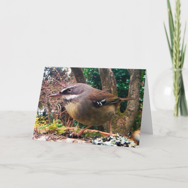 Tarjeta Cejudos blancos friegan el Wren. Pájaro (Anverso)