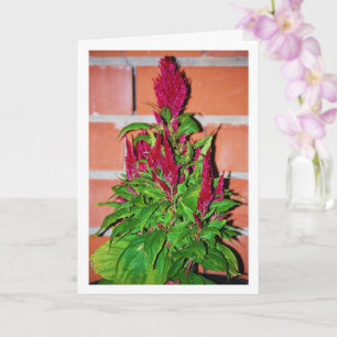 Tarjeta Celosia Argentea - Aliento de Dragón - Planta