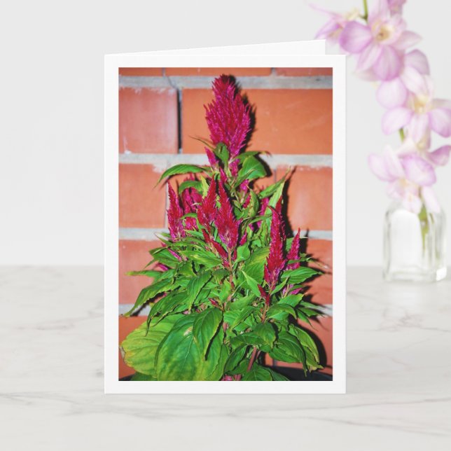 Tarjeta Celosia Argentea - Planta de Respiración de Dragón (Orquídea)