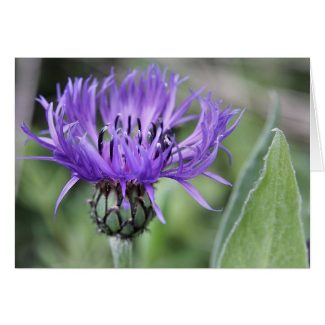 Tarjeta Centaurea (Anverso (Horizontal))