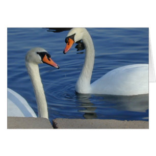 Tarjeta cercana de los cisnes