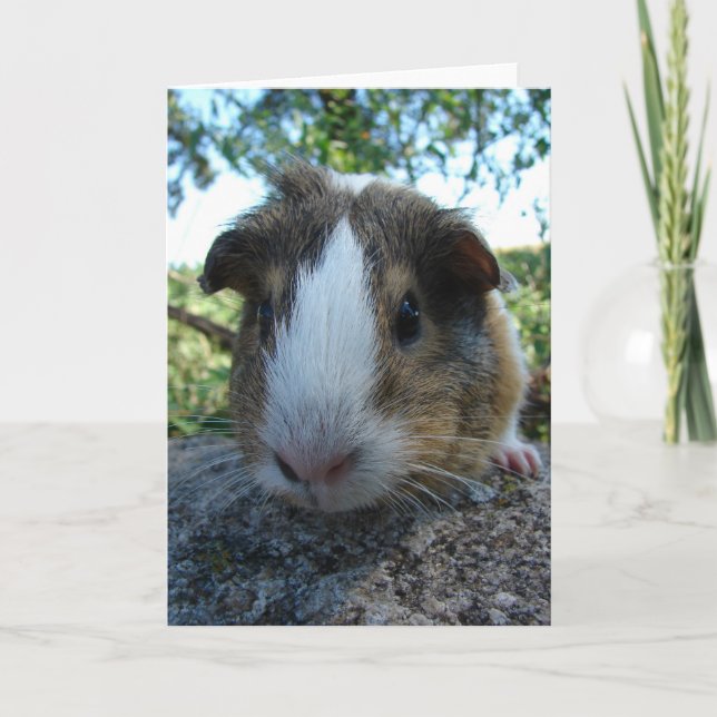 Tarjeta Cerdo de Guinea (Anverso)
