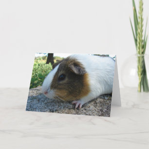 Tarjeta Cerdo de Guinea