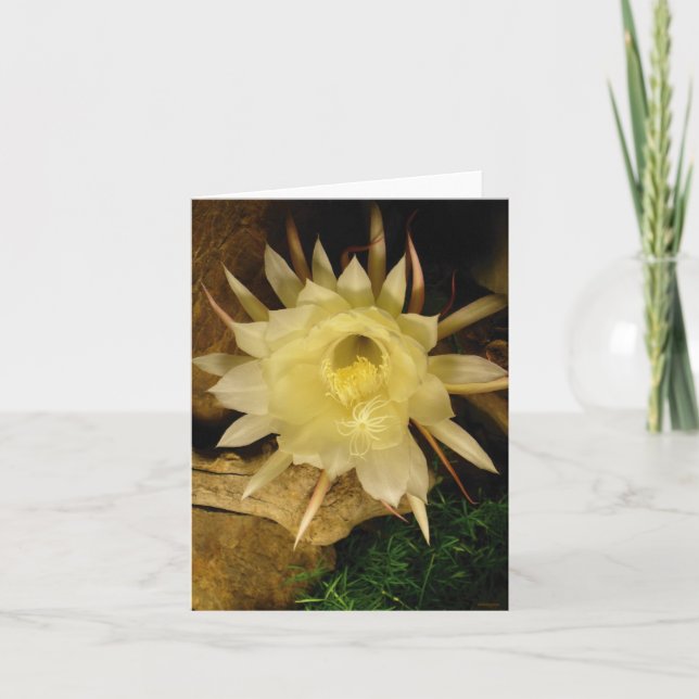 TARJETA CEREUS DE BLOOMING NOCTURNO (Anverso)