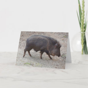 Tarjeta Chacoan Peccary #2 Card