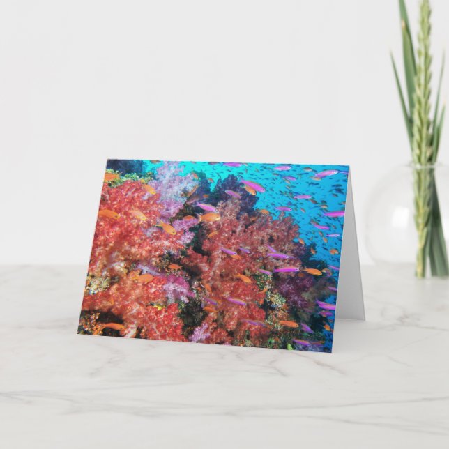 Tarjeta Chapoteo del color de Fiji (Anverso)