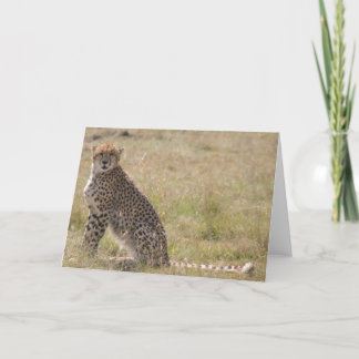 Tarjeta Cheetah
