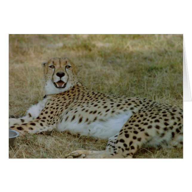 Tarjeta Cheetah (Anverso (Horizontal))