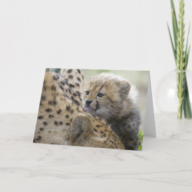 Tarjeta Cheetah Cub con mamá (Anverso)