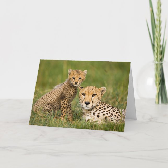 Tarjeta Cheetah Cub y padre de hierba (Anverso)