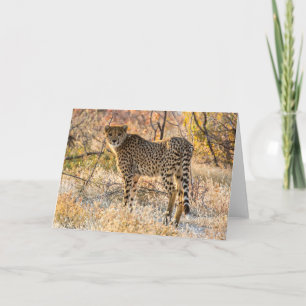 Tarjeta Cheetah mirando alrededor