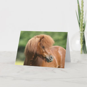 Tarjeta Chestnut Shetland Pony Stallion Headshot